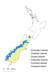 Veronica subalpina distribution map based on databased records at AK, CHR & WELT.
 Image: K.Boardman © Landcare Research 2022 CC-BY 4.0